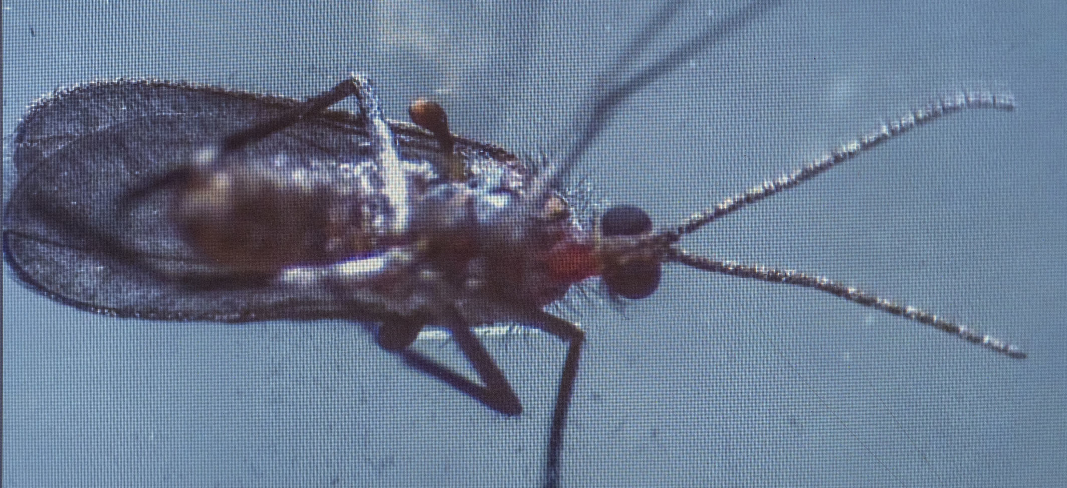 Gall midge larvae